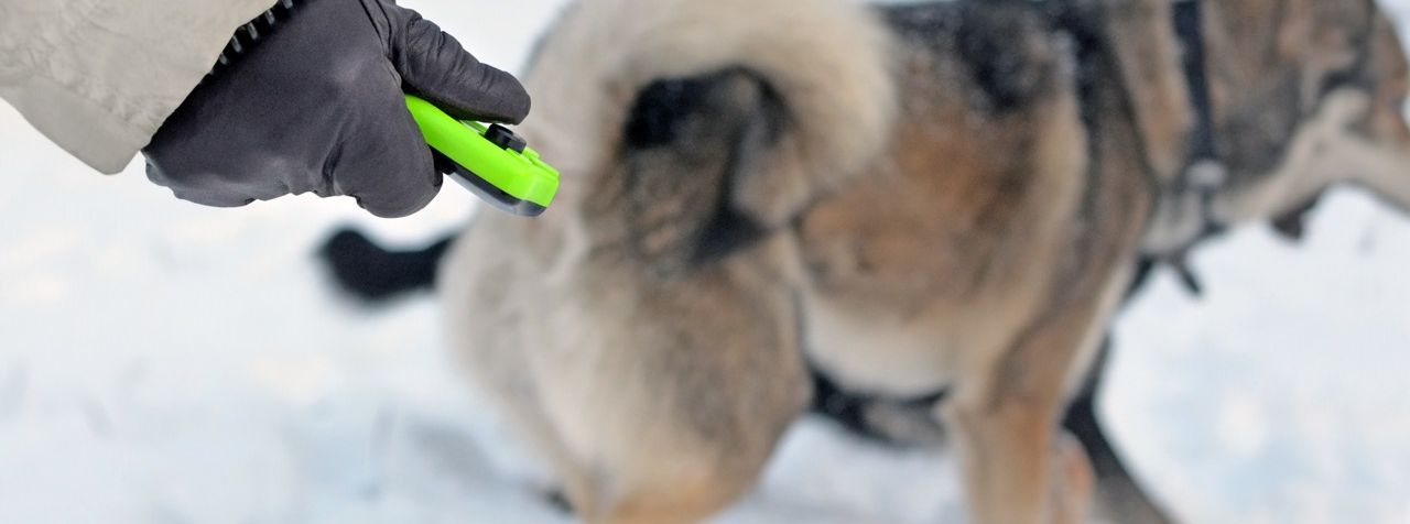 Perro de cobro: Instrucciones para un cobro fiable