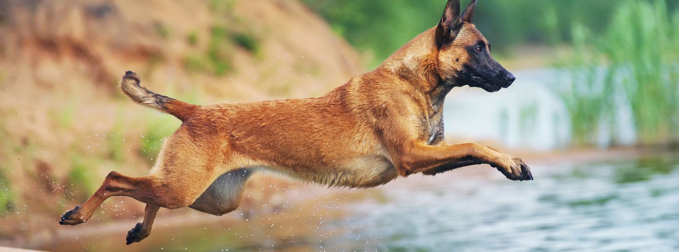 Ir al lago con tu perro: playas de lago para perros en Austria