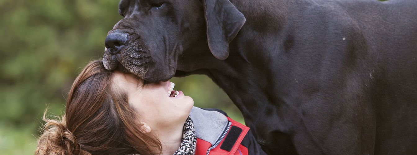 El perro más grande del mundo