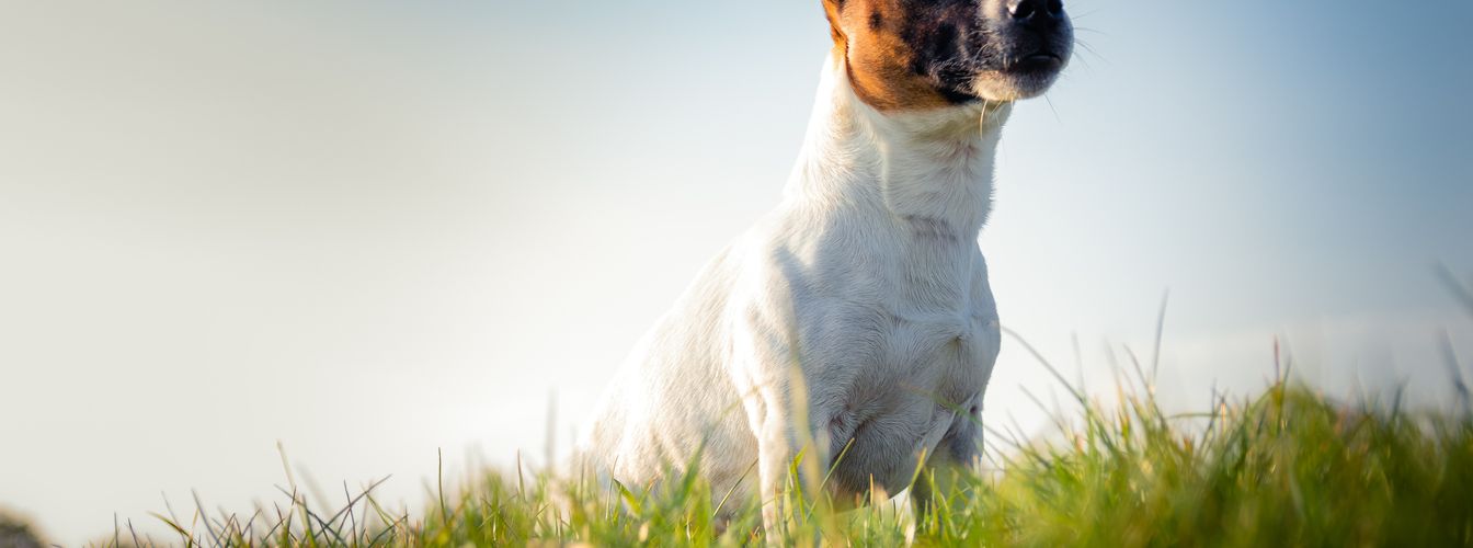 Ces plantes sont toxiques pour ton chien