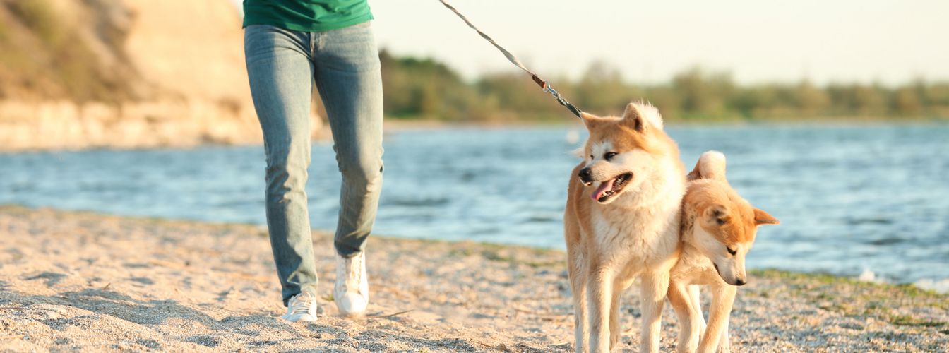 Laisse du chien, flexi line, metre line - Ce que vous devez savoir