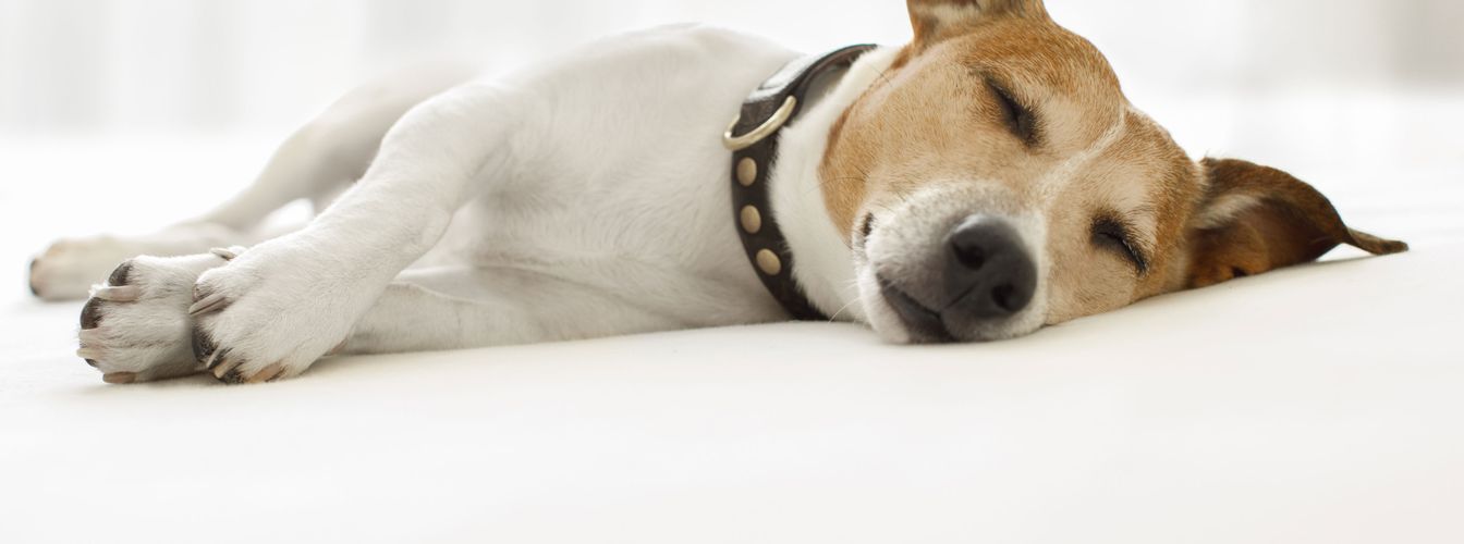 3 raisons pour lesquelles votre chien boite