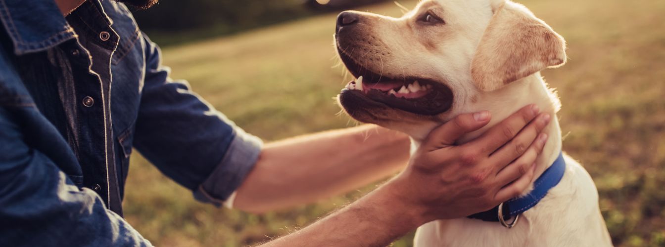 Races de chiens pour débutants