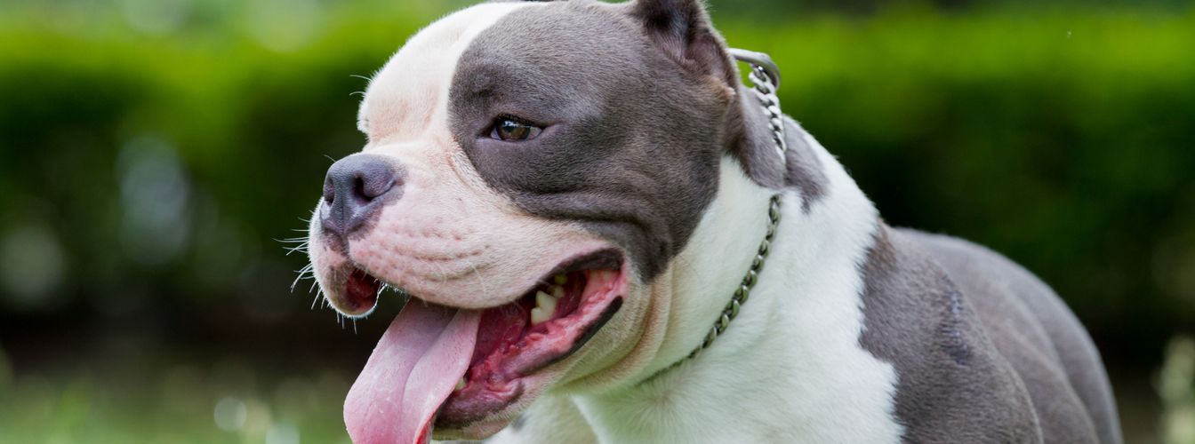 Les 12 meilleurs colliers anti-traction pour chiens