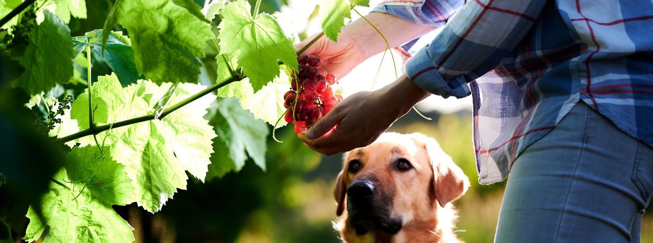 A kutyák ehetnek szőlőt?