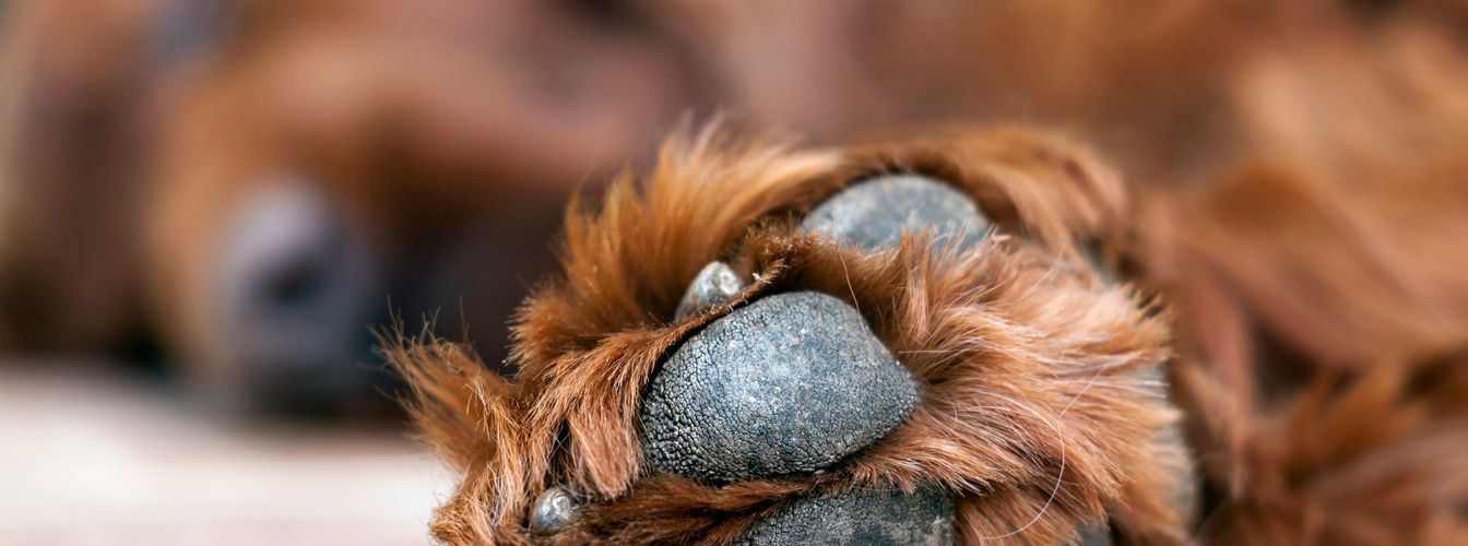 Interdigitális granuloma kutyáknál: Az interdigitális lábszárhám: okok, tünetek és kezelési lehetőségek: okok, tünetek és kezelési lehetőségek