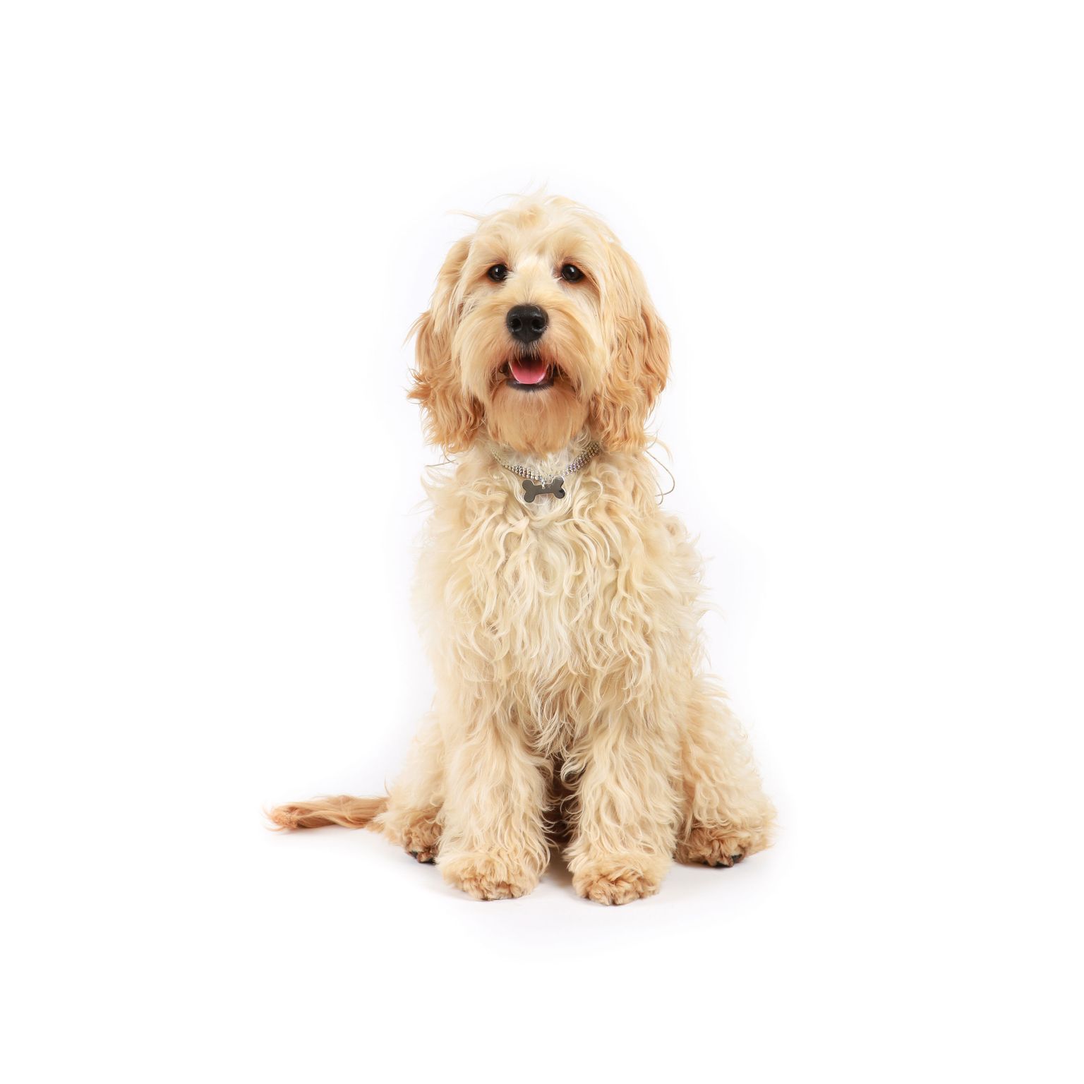 Chien, mammifère, vertébré, Canidae, race de chien, carnivore, chien de compagnie, bâtard avec cocker, cockapoo blanc, mélange de caniches, bâtard pour les personnes allergiques.