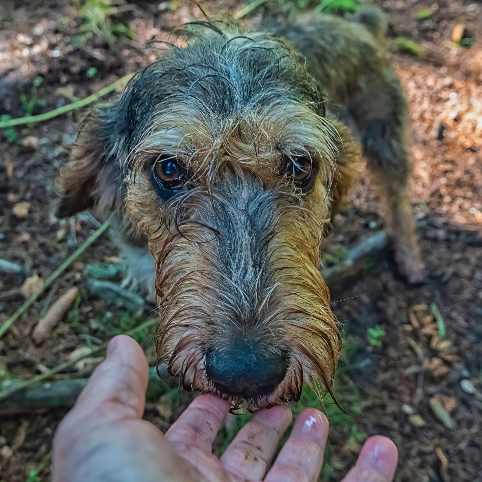 kutya, kutyafélék, kutyafajta, ragadozó, szájkosár, sportcsoport, terrier, griffon nivernais, durva szőrű kutya és emberi kéz