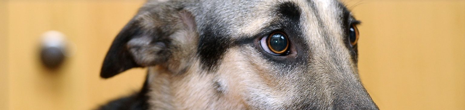 Säugetier, Wirbeltier, Hunderasse, Hund, Canidae, Fleischfresser, Schnauze, Nase, Auge, Schnurrhaare, Mischling mit Angst, ängstlicher Hund, Hund hat Angst, legt Ohren zurück