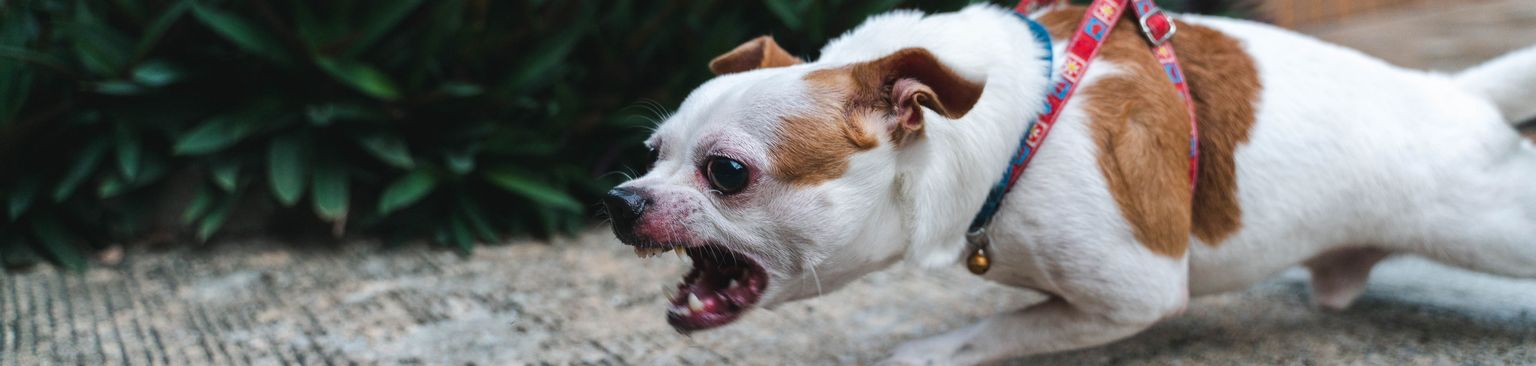 aggressiver kleiner Hund Hund, Hunderasse, Canidae, Begleithund, Fleischfresser, Schnauze, Leine, Sportgruppe, Kitz, Seltene Rasse (Hund), kleiner Hund zerrt an der Leine und bellt sehr aggresiv, aggressives Bellen beim Hund