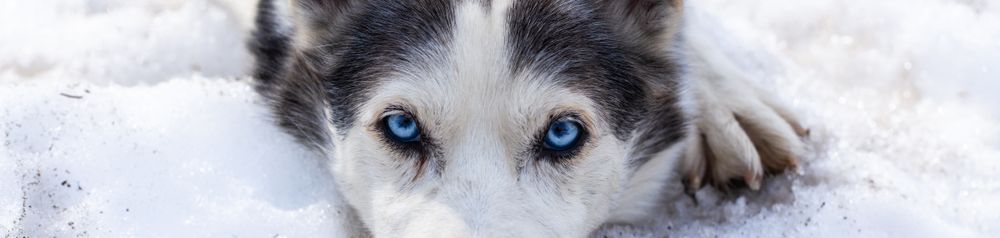 Alaskan Husky liegend, schwarz weißer Laufhund, Amerikanische Hunderassse für Schlitten, Schlittenhund, Arbeitshund, Hund mit Stehohren