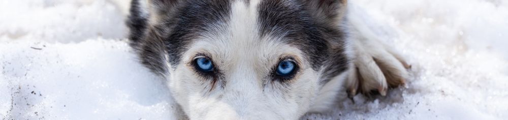 Alaskan Husky liegend Alaskan Husky liegend, schwarz weißer Laufhund, Amerikanische Hunderassse für Schlitten, Schlittenhund, Arbeitshund, Hund mit Stehohren