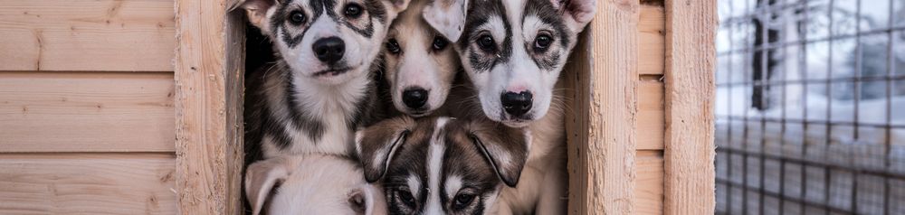 Alaskan Husky Welpen Alaskan Husky liegend, schwarz weißer Laufhund, Amerikanische Hunderassse für Schlitten, Schlittenhund, Arbeitshund, Hund mit Stehohren, Welpen in einer Kiste, Hundehütte, fünf kleine Welpen, Stehohren beim Welpen, Kippohren bevor es Stehohren werden, Alaskan Welpen, Huskywelpe