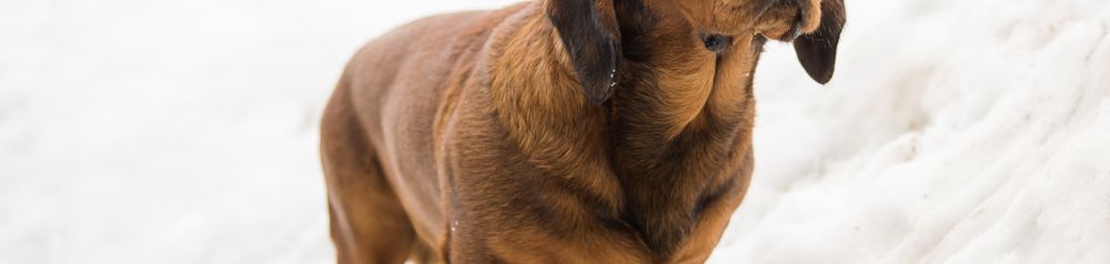 Alpenländische Dachsbracke im Schnee Alpenländische Dachsbracke im Schnee, brauner kleiner Jagdhund aus Österreich mit Schlappohren und kurzem Fell