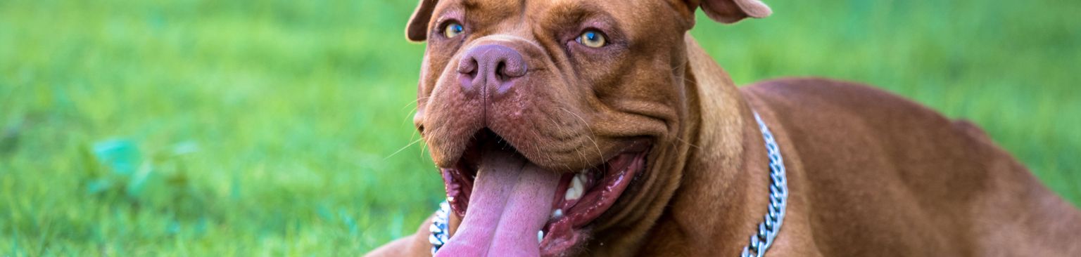 American Bully liegende auf Wiese mit offenem Mund Hund, Säugetier, Wirbeltier, Hunderasse, Canidae, Fleischfresser, Bulldogge der Renaissance, Gras, Molosser, American Bully mit Kettenhalsband liegend auf Wiese mit offenem Maul