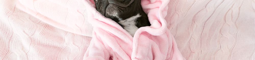 Hund,Hunderasse,Fleischfresser,Felidae,Lila,Komfort,Ärmel,Rosa,Grau,Schnurrhaare, Bademantel, Hundebademantel rosa für Französische Bulldogge