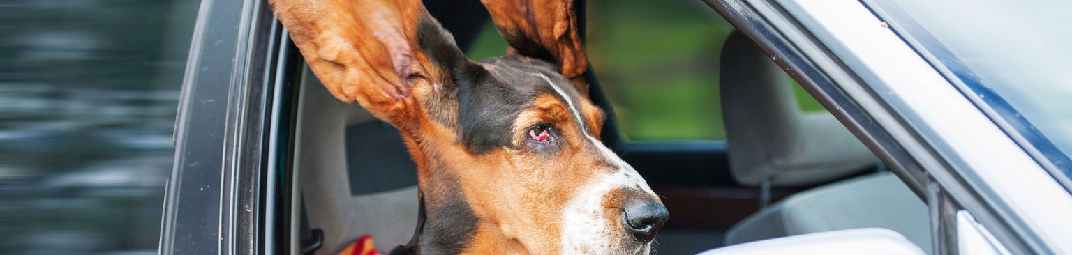 Basset Hund sitzt auf dem Beifahrerplatz mit Kopf bei offenem Fenster, die Ohren fliegen durch den Fahrtwind, Säugetier, Canidae, Fahrzeugtür, Hunderasse, Fleischfresser, Schnauze, Auto, Fahrzeug, Jagdhund,