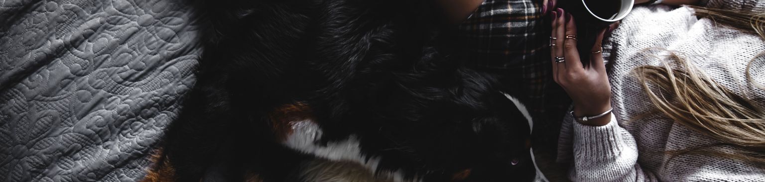 Berner Sennenhund kuschelt mit Frau auf Sofa Fell, Canidae, Hund, Hand, Klaue, Bein, Begleithund, Fotografie, Wachhund, Fleischfresser, Berner Sennenhund kuschelt mit Frau auf Sofa auf Schafsfell, Tee, gemütlich