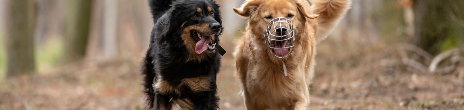 blonder Hovawart mit Maulkorb und schwarzer Hovawart Hund, Säugetier, Wirbeltier, Hunderasse, Canidae, Fleischfresser, Rasse ähnlich Nova Scotia Ente Maut Retriever, Sporting Group, schwarzer Hovawart und weißer Hovawart mit Maulkorb, Rasse ähnlich baskischer Schäferhund,