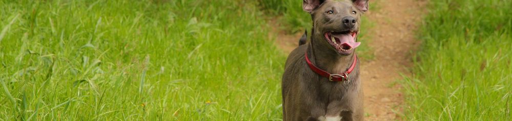 Blue Lacy rennt über eine Wiese Blue Lacy, amerikanische Hunderasse, grauer Hund rennt über eine Wiese