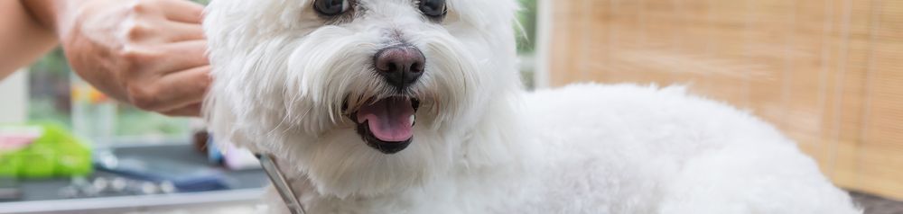 Bologneser Hund beim Frisör Bologneser Hund, Hund aus Italien, kleine weiße Hunderasse, Hund ähnlich Malteser, Hund ähnlich Havaneser, Hund mit Locken, Familienhund, Hund im Herbst, kleiner Hund mit vielen Locken, Hund beim Frisör, Schur beim Hund