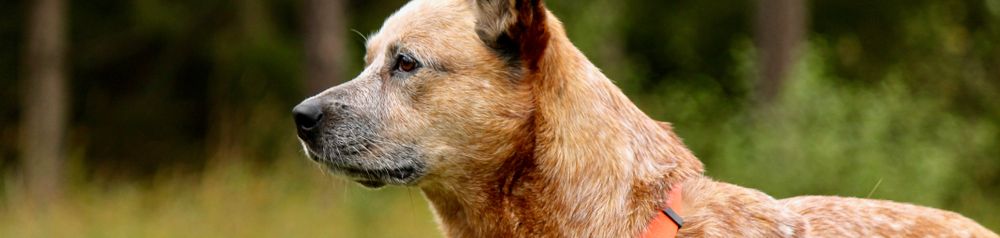 brauner Australian Cattle Dog brauner Hund mit Stehohren, mittelgroßer Hund mit kurzem Fell,