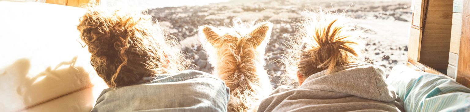 Camper Leben mit Hund Bett, Zimmer, Bettwäsche, Sonnenlicht, Möbel, Schlafzimmer, Bettlaken, Kissen, Textilien, Bettwäsche, im Camper leben mit einem Hund, Camping mit Hund, Wohnwagen und Hund, Campingtour mit Hunden