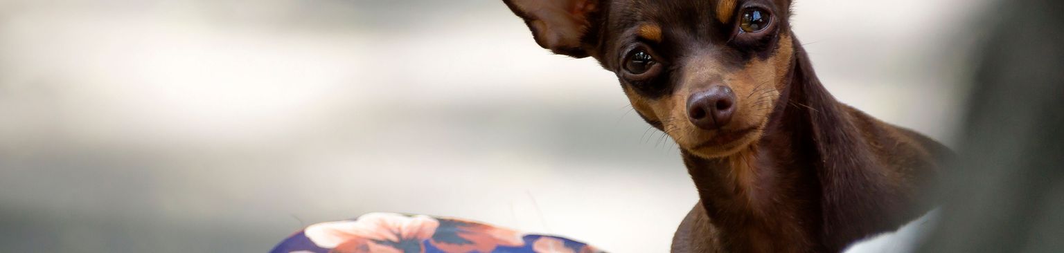 Chihuahua braun mit Fledermausohren Säugetier, Hund, Wirbeltier, Hunderasse, Canidae, Pražský krysařík, Russkiy-Spielzeug, Fleischfresser, englischer Spielzeugterrier, Rasse ähnlich Zwergpinscher, Chihuahua