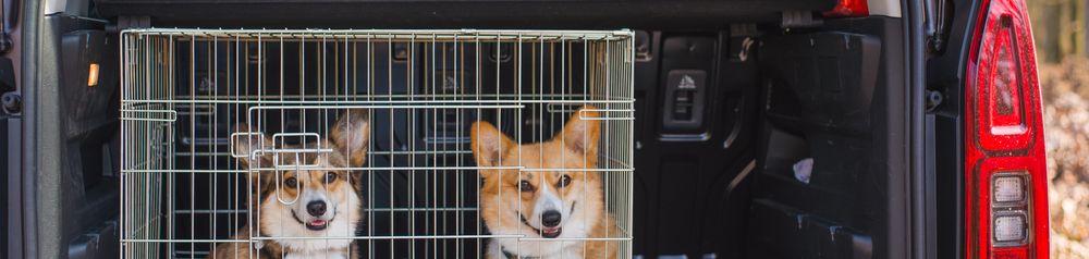 Corgi in Hundebox Alu Hund,Auto,Fahrzeug,Motorhaube,Fleischfresser,Kfz-Rück- und Bremslicht,Kraftfahrzeug,Kfz-Beleuchtung,Tierbedarf,Kühlergrill, Hundebox Alu