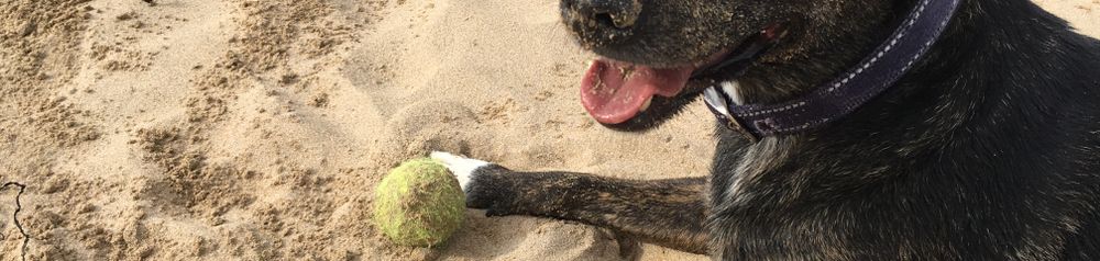 Cursinu Hund im Sand auf Korsika Cursinu, Französische Hunderasse, gestromte Hunderasse, Hund mit tiger Farbe und weißem Zeichen, Hütehund aus Korsika, Hunderasse aus Frankreich, Hund auf Sand, Hunderasse am STrand mit einem Tennisball