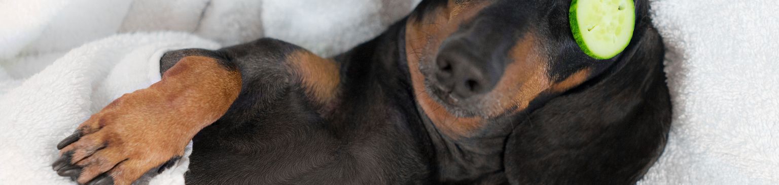 Canidae, Hunderasse, Hund, Schnauze, Fleischfresser, Welpe, Dackel macht Wellness und hat Gurken auf den Augen und schläft in einem Bett, kleiner braun schwarzer Hund