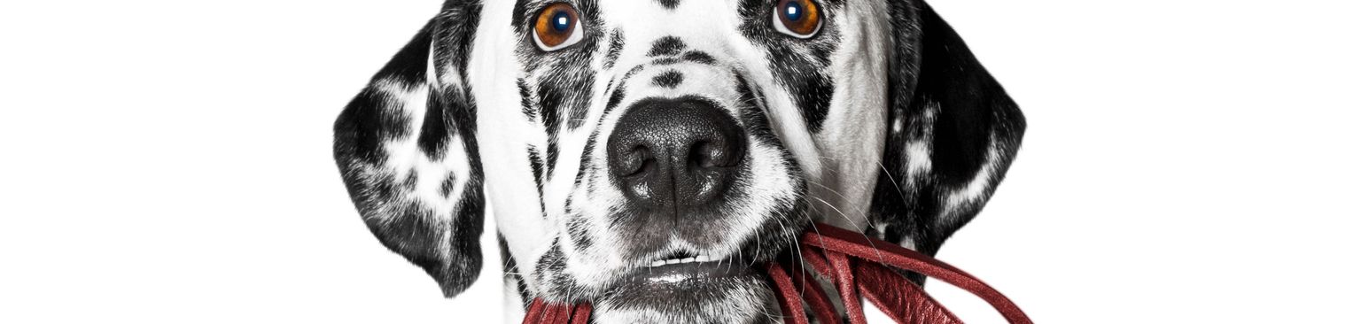 Hund Dalmatiner hält eigene Leine im Maul, Canidae, Säugetier, Hunderasse, Fleischfresser, gepunktete Rasse, Trick