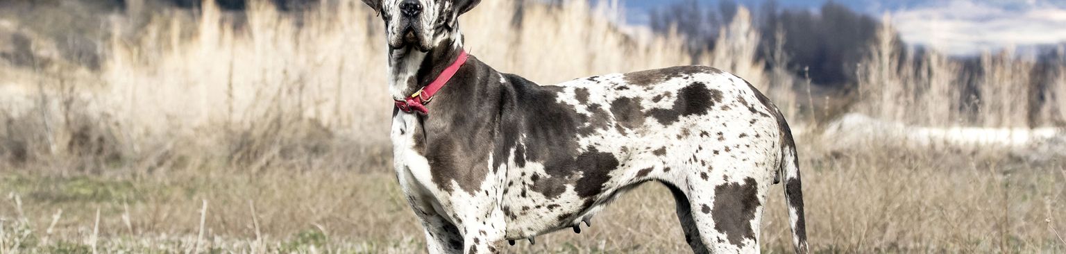 Deutsche Dogge gepunktet Hund, Säugetier, Wirbeltier, Hunderasse, Canidae, Fleischfresser, Great Dane, Deutsche Dogge, Sportgruppe, Jagdhund, Fell wie Dalmatiner