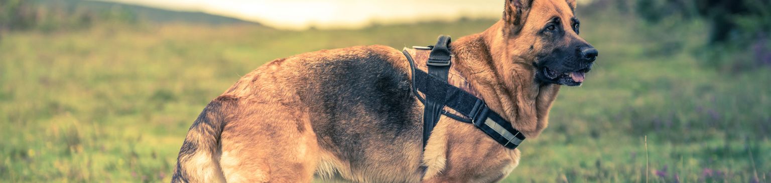 Deutscher Schäferhund Brustgeschirr Hund, Säugetier, Deutscher Schäferhund, Wirbeltier, Hunderasse, Canidae, Altdeutscher Schäferhund trägt ein Halti, Fleischfresser,Rasse ähnlich Kunming Wolfshund, Hund ähnlich König Schäferhund, kurzhaariger deutscher Schäferhund mit Brustgeschirr, Stehohren, Kommisar Rex Hund, dunkle Schnauze, bekannter Fernsehhund, Polizeihund