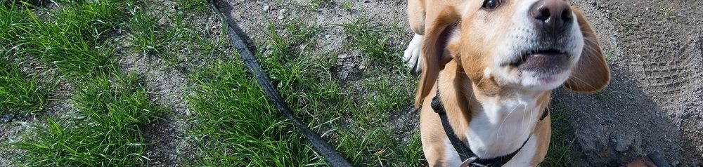 Drever steht braun weiße Hunderasse namens Drever, aus Schweden steht auf einer Wiese und schaut in die Kamera, Dachsbracke braun weiß, Hund mit Schlappohren, kleine Hunderasse, mittelgroße Hunderasse, Hund aus Schweden, Jagdhund, brauner Schwanz mit weißer Spitze, Hund ähnlich Beagle
