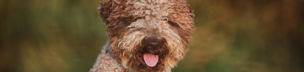 hellbrauner Lagotto Romagnolo italienischer Lagotto Romagnolo in hellbraun und dunkelbraun, Hund mit Locken, lockiges Fell, Trüffelsuchhund
