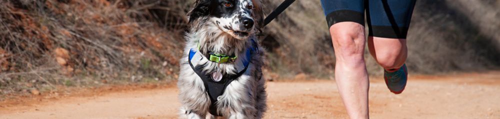 Hund beim Joggen Hund läuft beim Joggen mit dem Herrchen einen Marathon