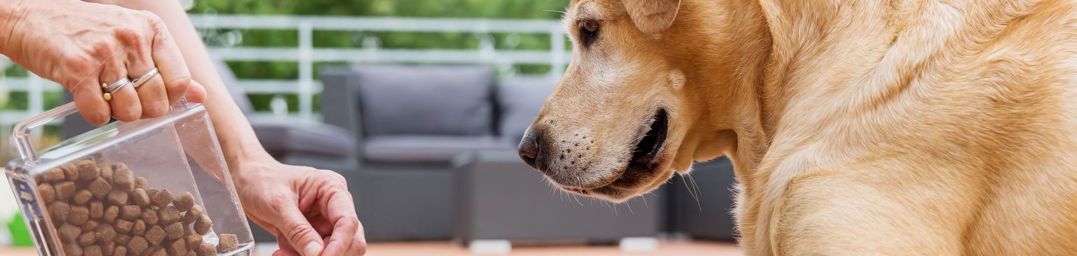 Hund das warten bei Futter beibringen Hund, Canidae, Hunderasse, Begleithund, Fleischfresser, Sportgruppe, Welpe, Spiel, Golden Retriever, Kitz, großer heller Hund wartet auf sein Trockenfutter und muss abwarten bis das Frauchchen den Hund freigibt