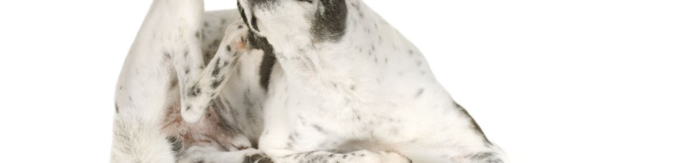 weißer Hund mit schwarzen Flecken kratzt sich im Liegen hinter dem Ohr, warum kratzen sich Hunde hinterm Ohr