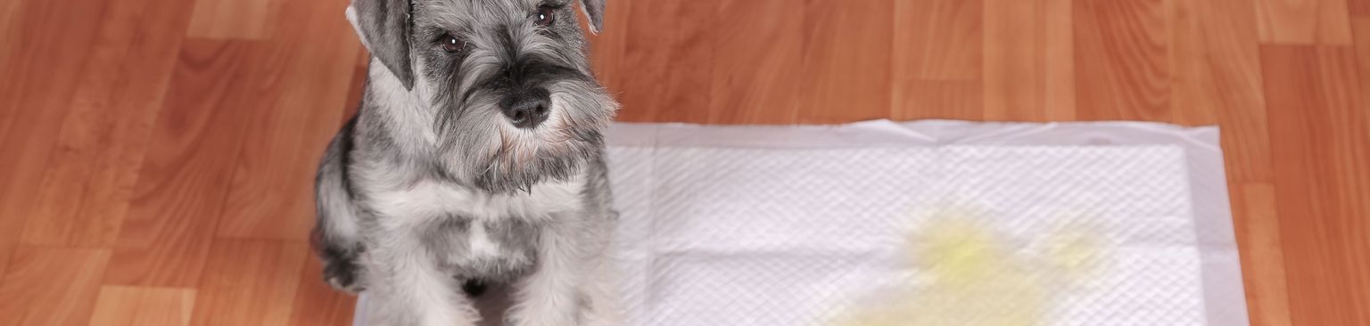 Hund pinkelt auf Unterlage Hund, Säugetier, Wirbeltier, Hunderasse, Canidae, Schnauzer, Zwergschnauzer, Standardschnauzer, Cesky-Terrier, Fleischfresser, Pinkelunterlage, Pipi Unterlage, Matte für Pipi, Urin Decke für Welpen