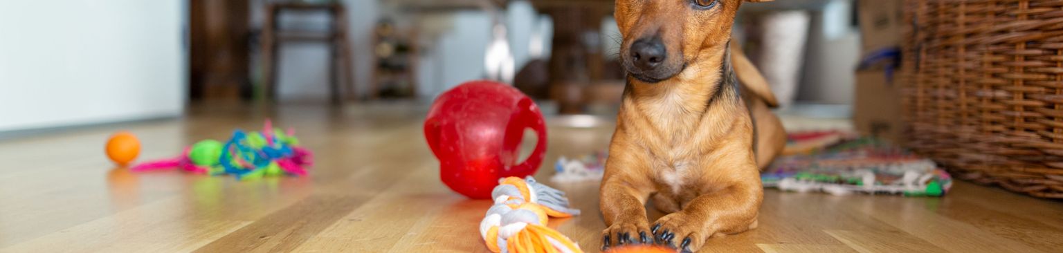 Hund wartet auf sein Spielzeug Hund, Canidae, Hundespielzeug, Hunderasse, Boden, Ball, Fleischfresser, Bodenbelag, Dackel, Begleithund,