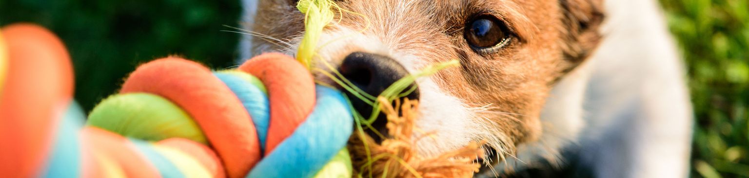 hund zerrt an spielzeug Zerrspiel mit Spielzeug, Hund, Canidae, Hunderasse, Hundespielzeug, Tennisball, Welpe, Ball, Fleischfresser, Begleithund, Terrier,