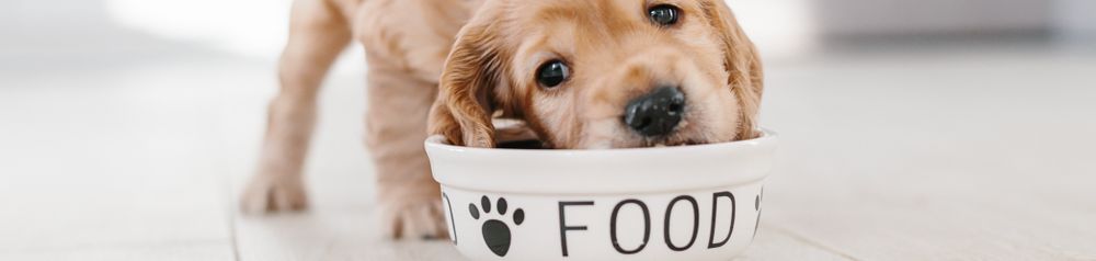 hundefutter welpe frisst Hund,Futter,Hunderasse,Fleischfresser,Heimtierbedarf,Arbeitstier,Begleithund,Rehkitz,Schnurrhaare,Hundebedarf, Welpe frisst aus einer weißen Schüssel, Cocker Spaniel Welpe