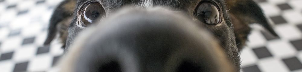 Hundekamera Hund,Fleischfresser,Begleithund,Schnurrhaare,Hunderasse,Arbeitstier,Schnauze,Landtier,Haustierbedarf,Straßenhund,