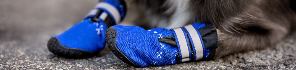 Hundeschuhe im Schnee tragen Brauchen Hunde Schuhe im Winter? Brauchen Hunde Schuhe für den Schnee? Wir haben die Antwort und Tipps, auf diesem Foto sieht man eine kleine Hunderasse mit blauen Hundeschuhen an den Vorderpfoten