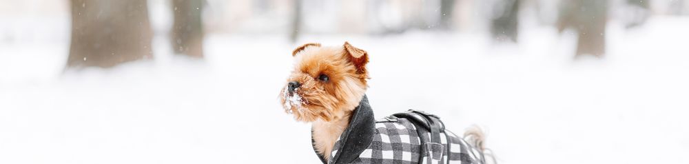 Hundeschuhe im Schnee, Hundemantel, kleine Hunderasse trägt vier Hundeschuhe, Pfotenschutz grau