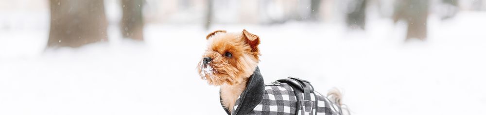 Hundeschuhe im Schnee Hundeschuhe im Schnee, Hundemantel, kleine Hunderasse trägt vier Hundeschuhe, Pfotenschutz grau