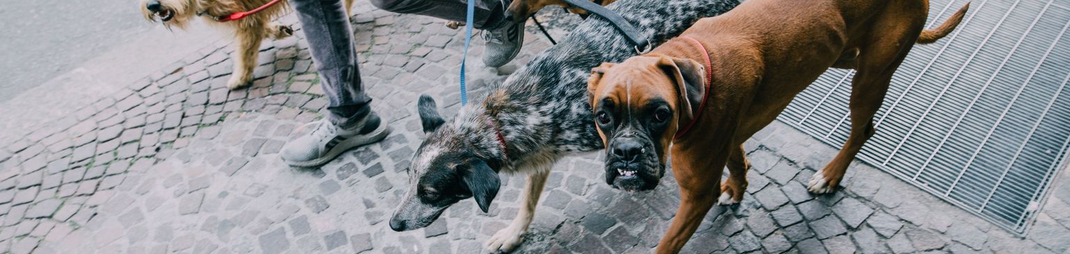 Hundesitter in einer Großstadt Hund, Canidae, Hunderasse, Fleischfresser, Sportgruppe, Bürgersteig, Leine, Straße, Kitz, Straßenhund, viele Hunde an der Leine des Dogsittern in einer Stadt, Hundesitting
