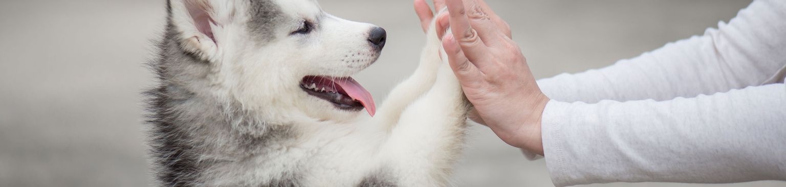 Husky macht High Five Siberian Husky, Säugetier, Hund, Wirbeltier, Canidae, Rasse ähnlich Alaskan Malamute, Gesichtsausdruck, Siberian Husky Welpe, Miniatur Siberian Husky, Fleischfresser, Hund lernt High Five Trick, süße Hundewelpen, beliebte Hunderasse