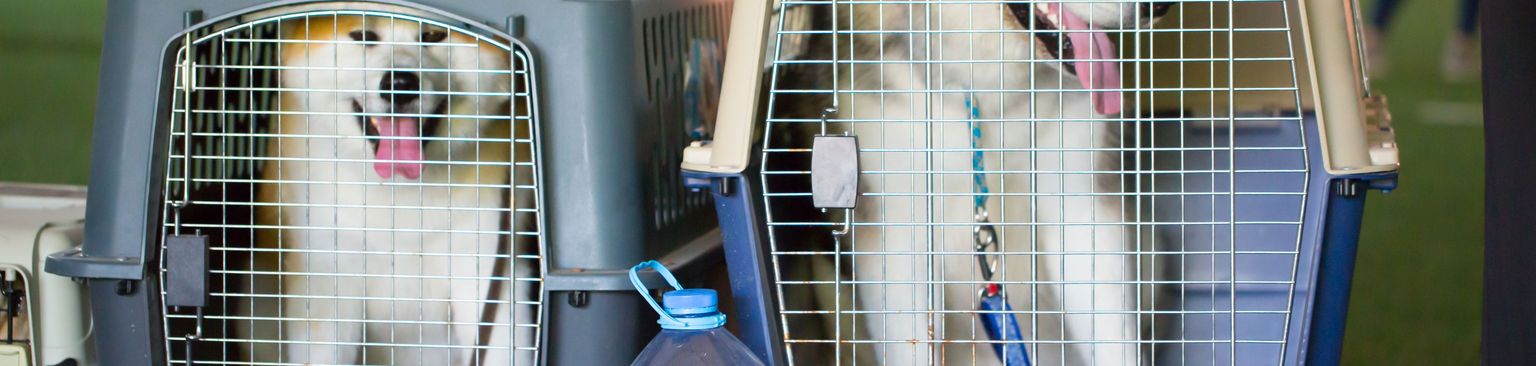 Husky in Transportbox aus Plastik Käfig, Tierheim, Tierbedarf, Hundebox für Transport, Fliegen mit Hunden, großer weißer Hund im Käfig, Transportbox für Husky, Husky Hunde in Plastikbox, Hund mit weißem Fell, langhaarige Hunde